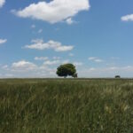 albero